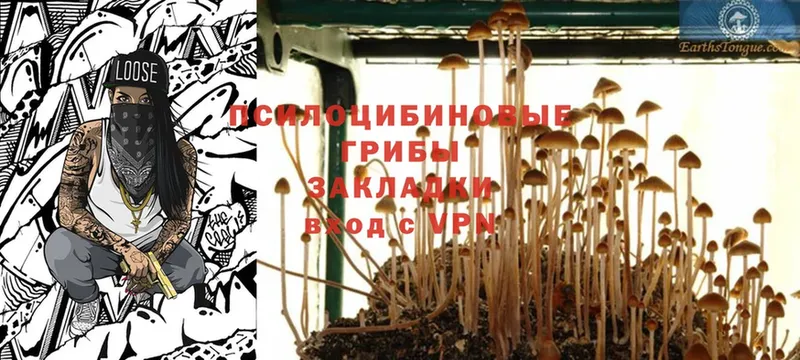 Псилоцибиновые грибы Psilocybe  Бийск 